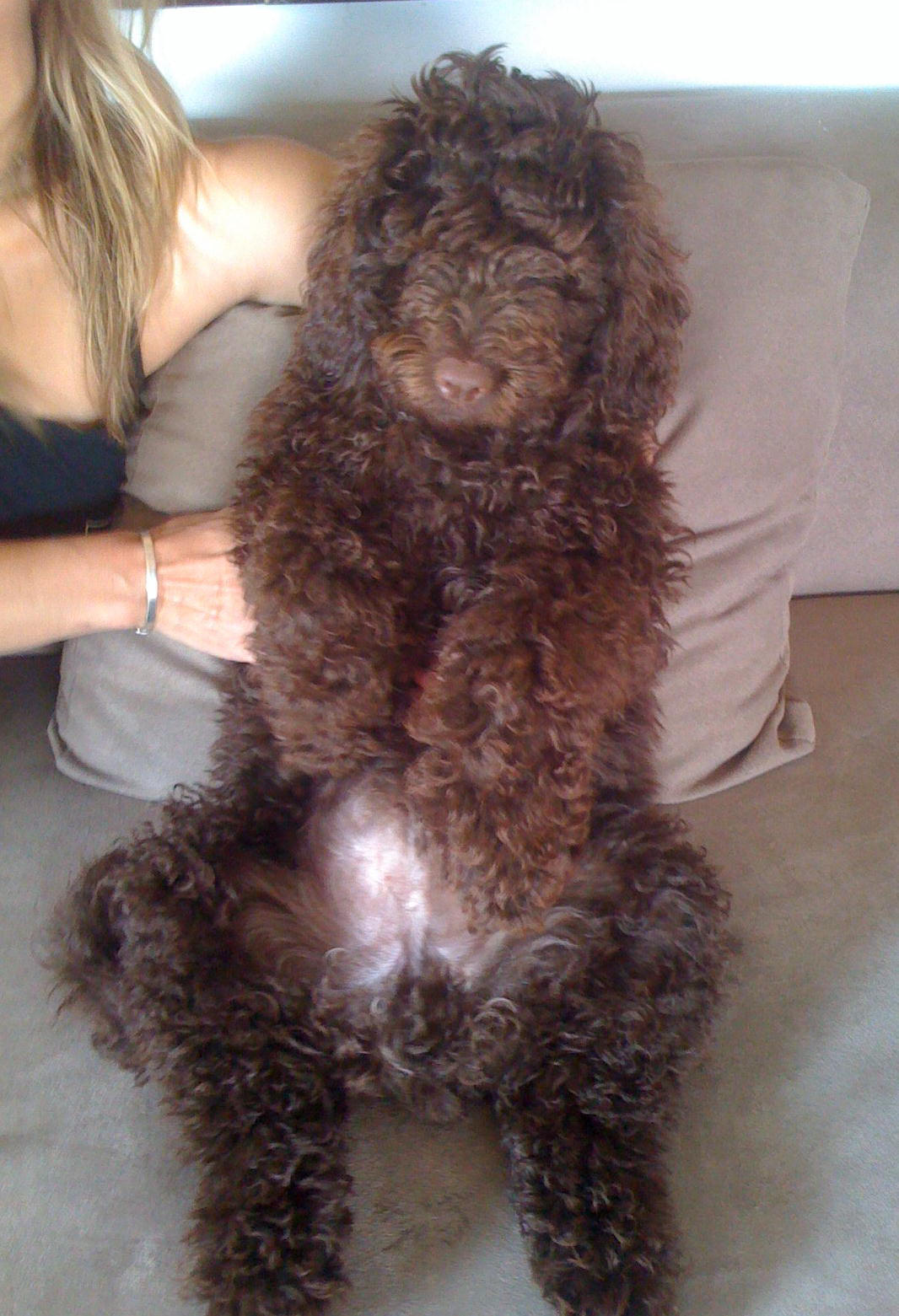Australian Labradoodle puppy Chewy owned by Richard and Elisa in London