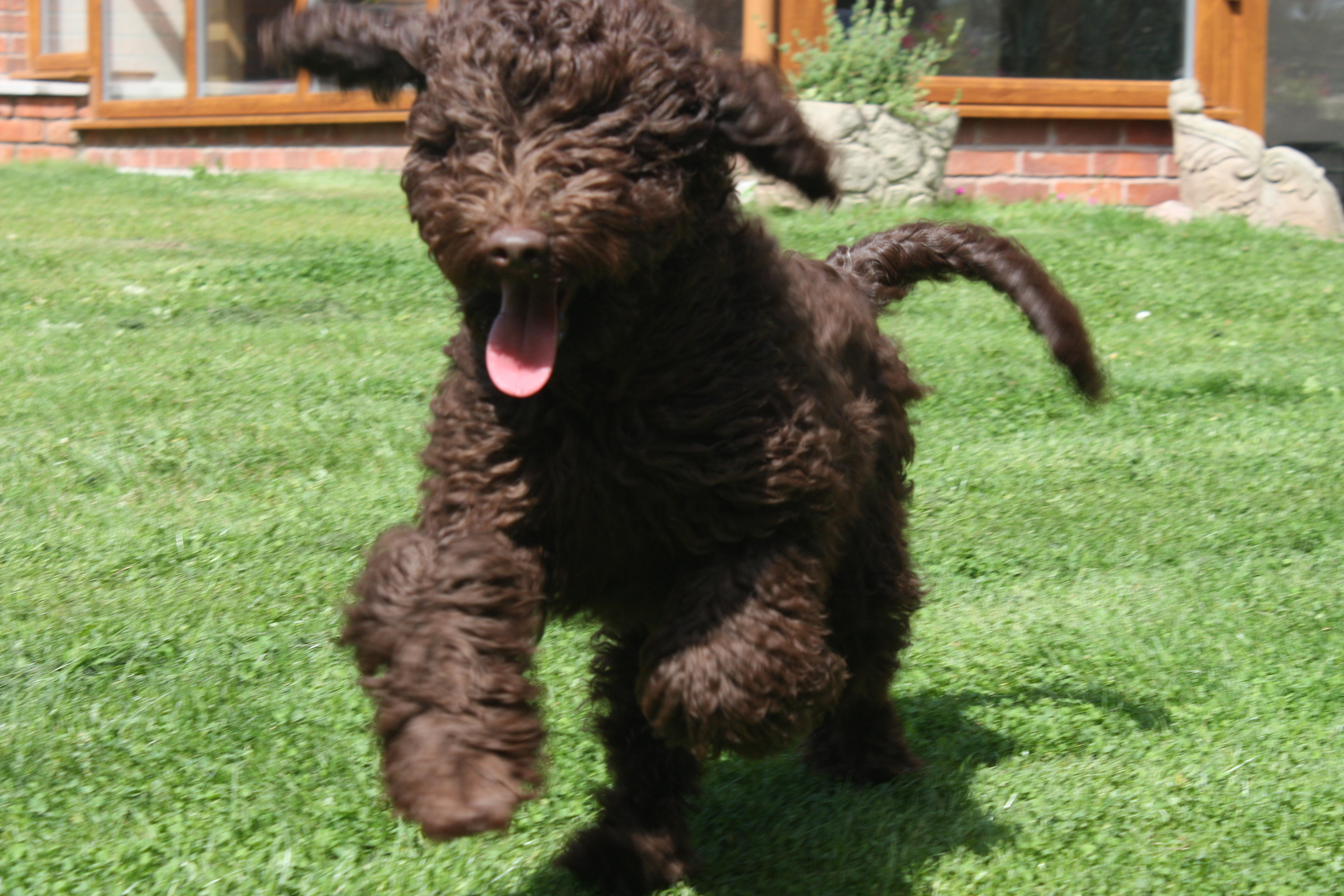 Digby Labradoodle