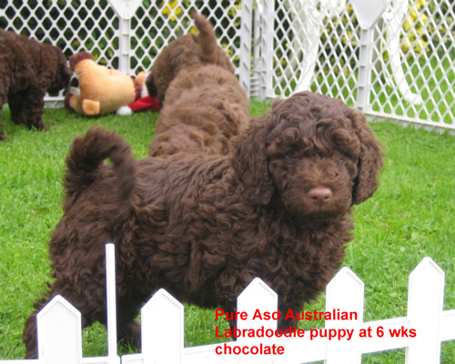 Chocolate Pure Asd Australian Labradoodle puppy