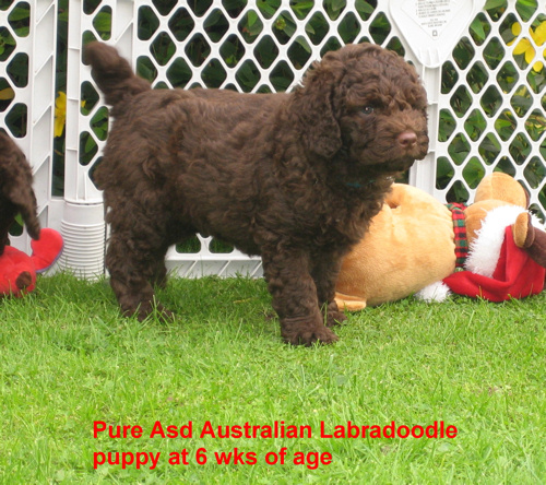 chocolate pure Asd Australian Labradoodle puppy