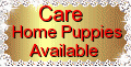 Australian labradoodle puppies available for care homes