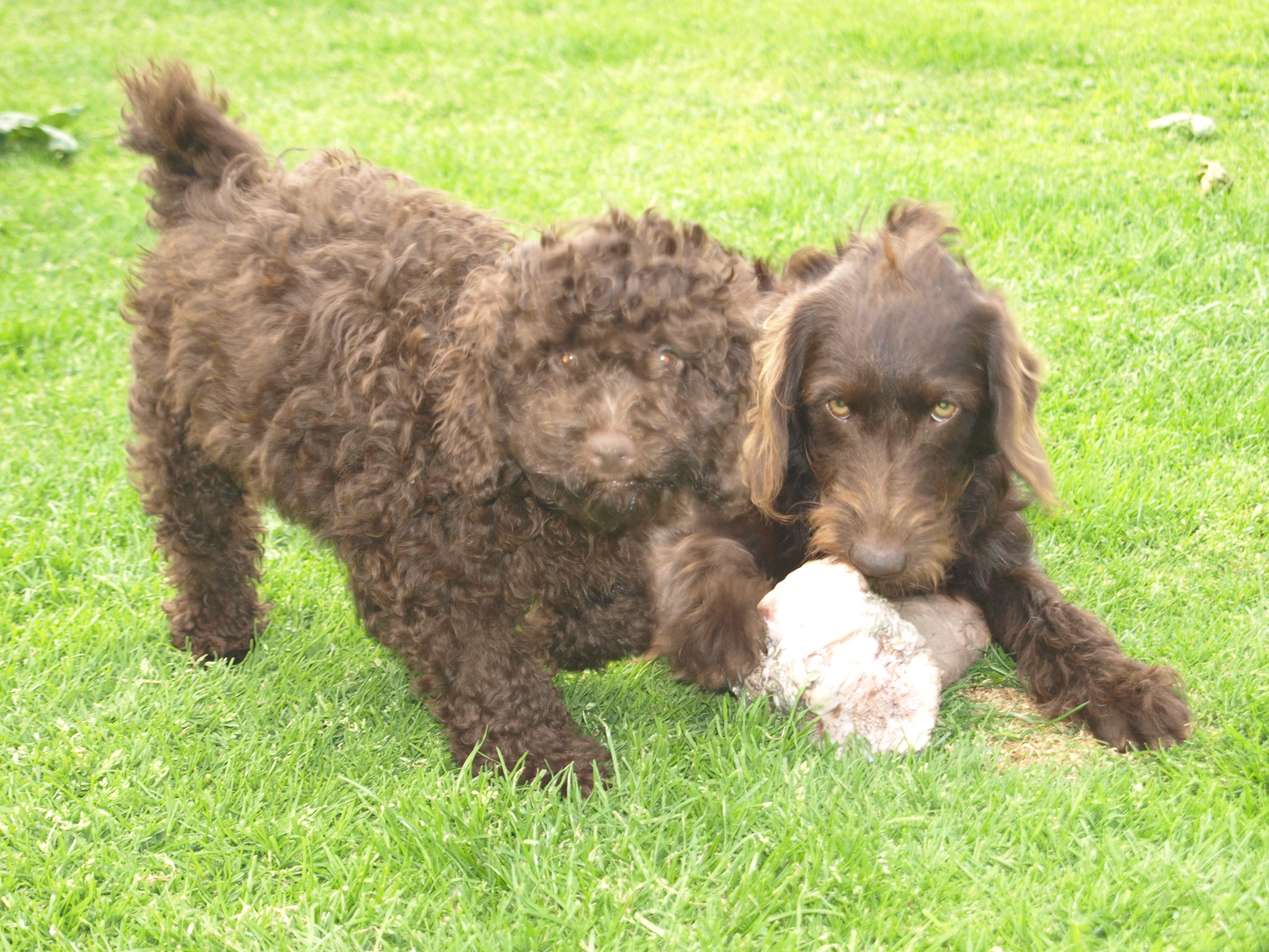 asd and english labradoodle puppy