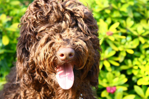 labradoodle puppies. Digby.