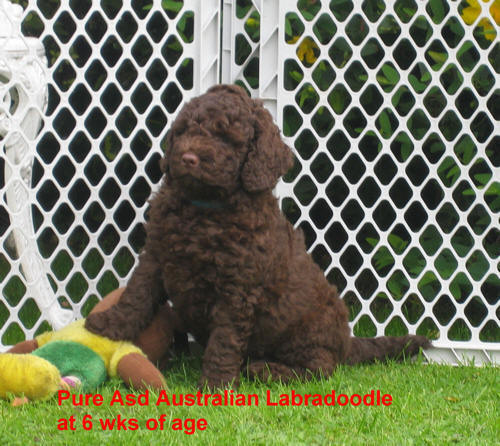 Asd Australian Labradoodle chocolate puppy